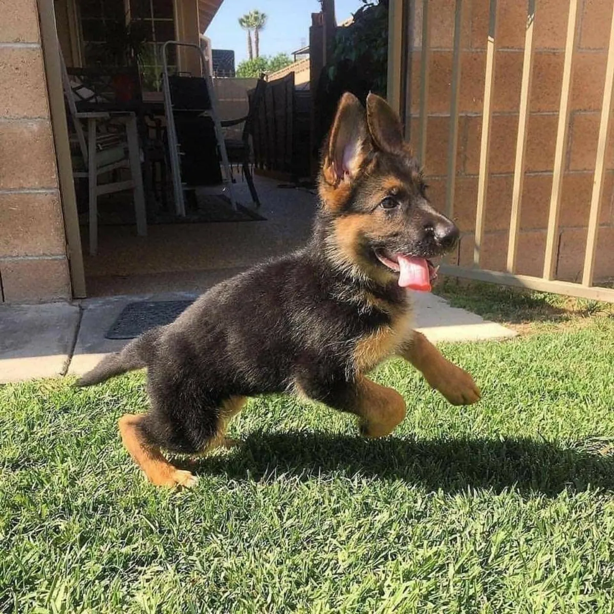 Regalo pastor Aleman disponibles para adopción(+34631898680)
