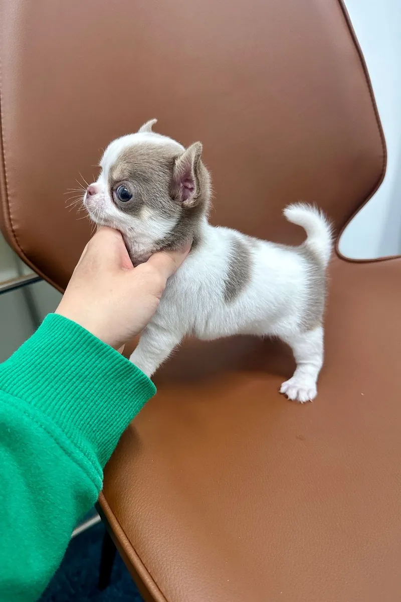 Regalo chihuahua mini toy disponibles para adopción(+34631898680)