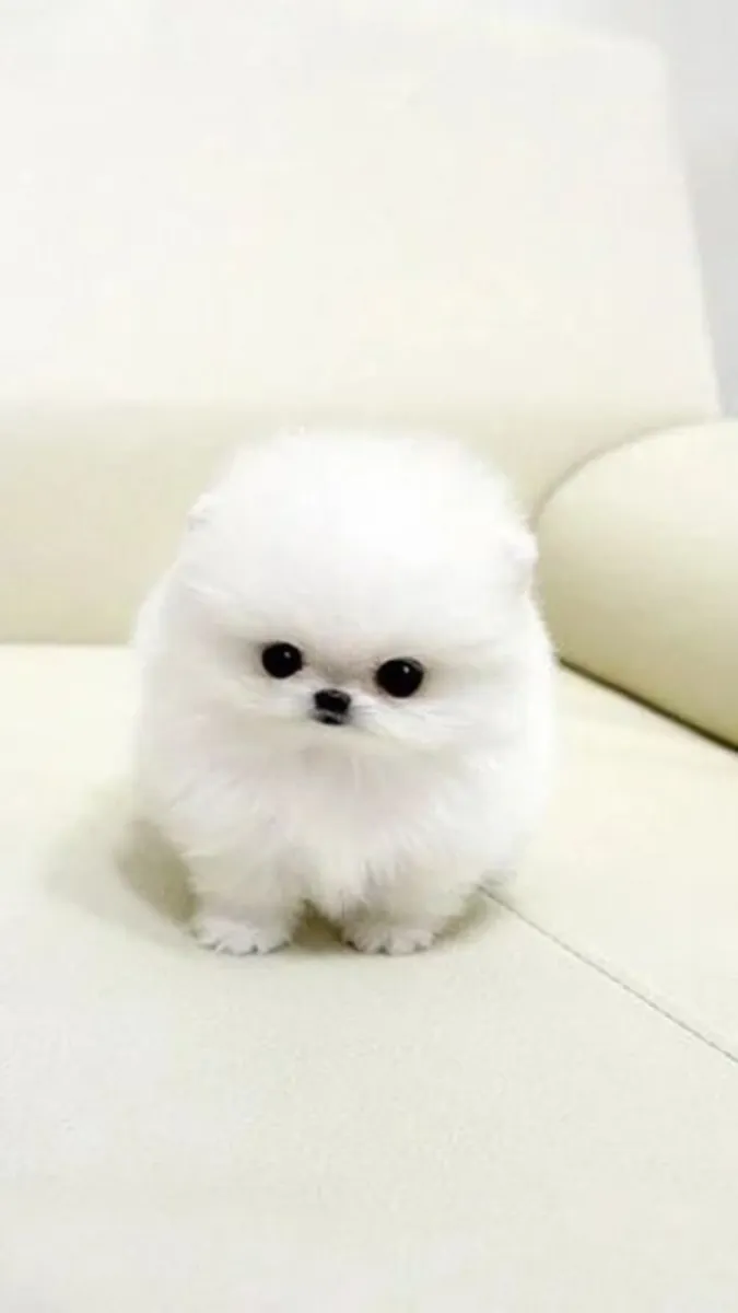 pomerania mini toy WhatsApp..+34631898680 Para más información
