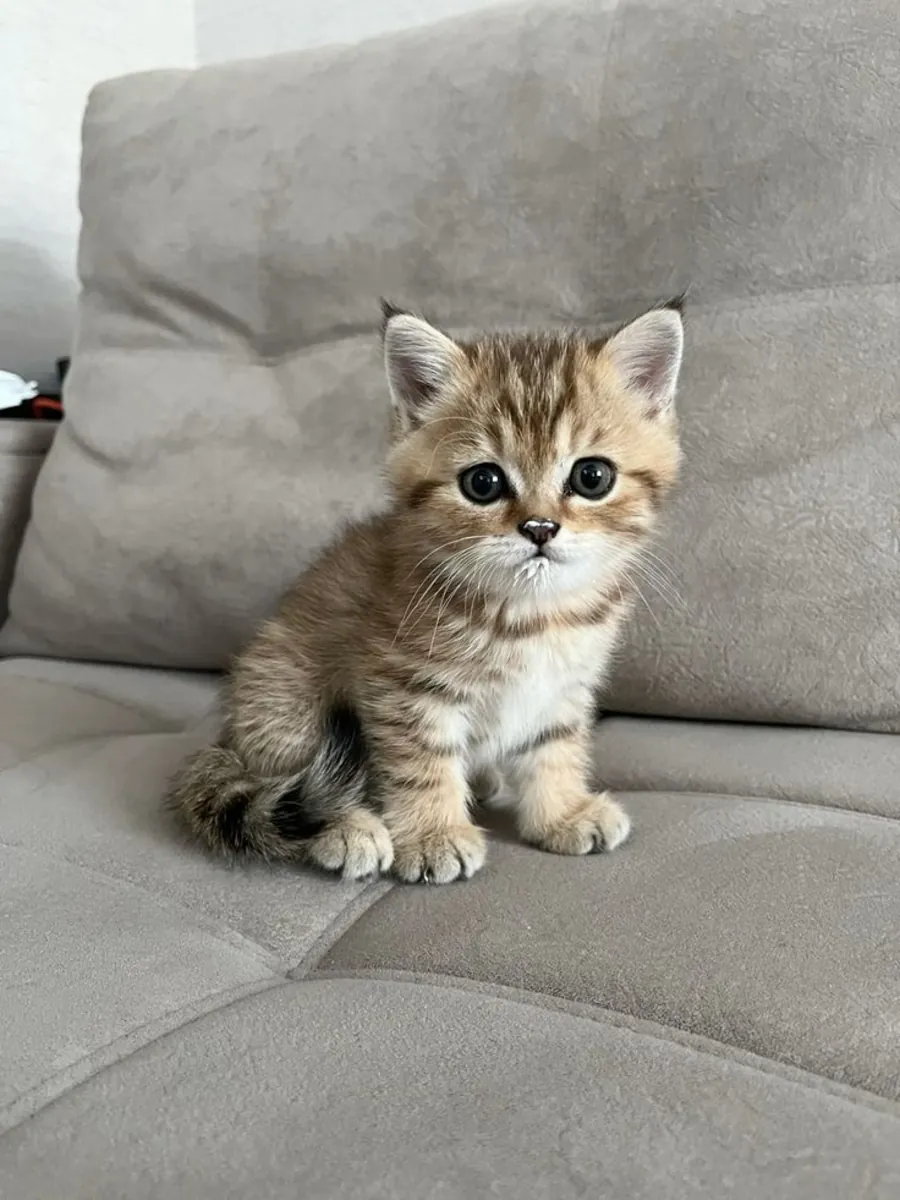 孟加拉小猫待领养（+34631898680）