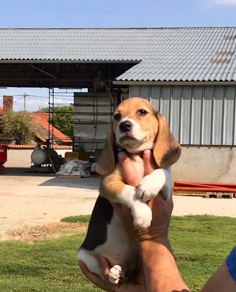 cachorro de Beagle
