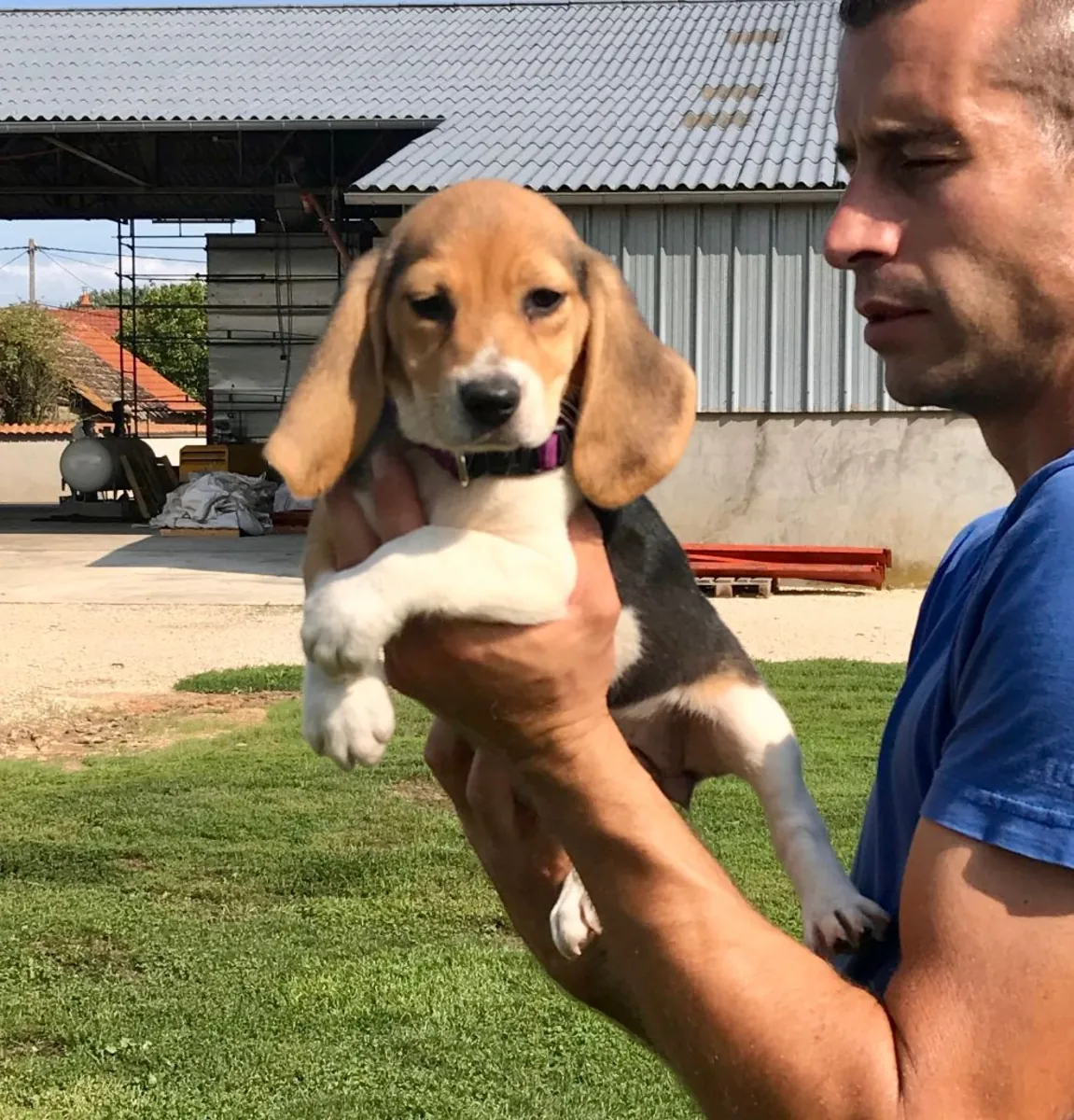 cachorro de Beagle
