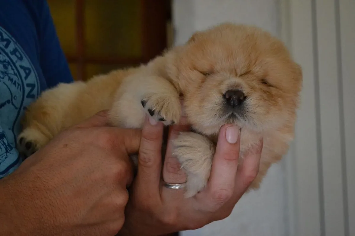 chow chow chiot
