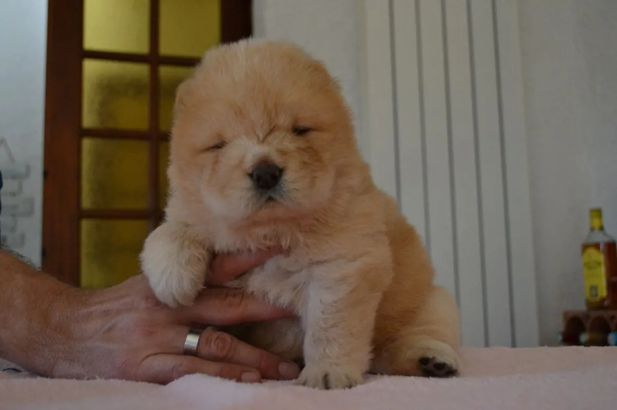 chow chow chiot