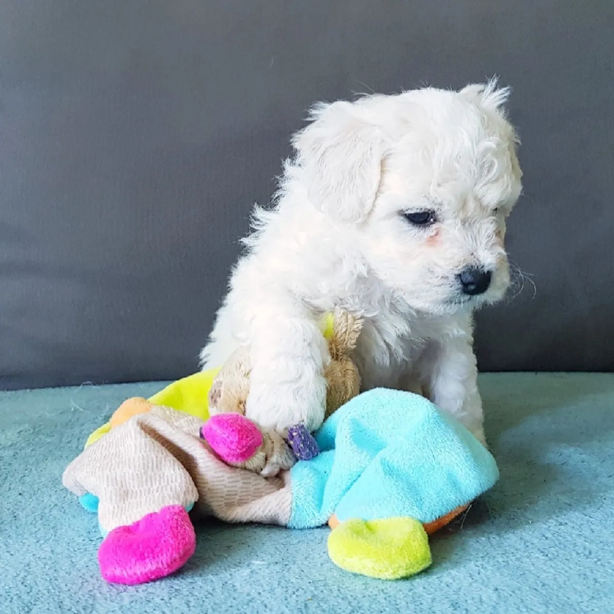 chiot bichon maltais a ceder