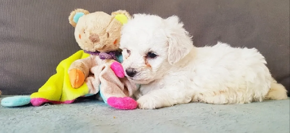 chiot bichon maltais a ceder