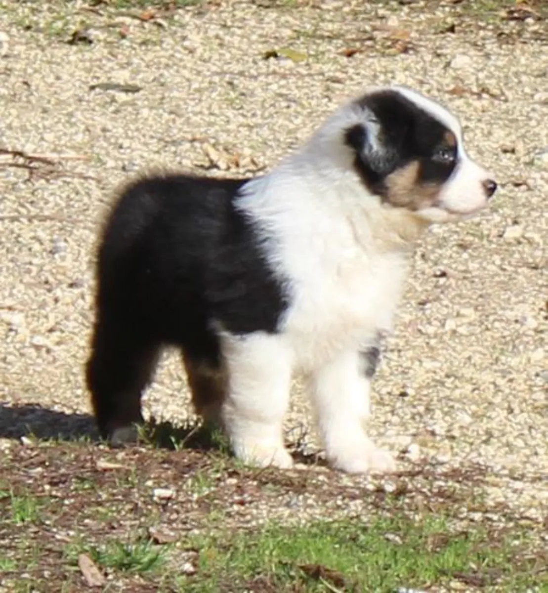 chiot berger australien