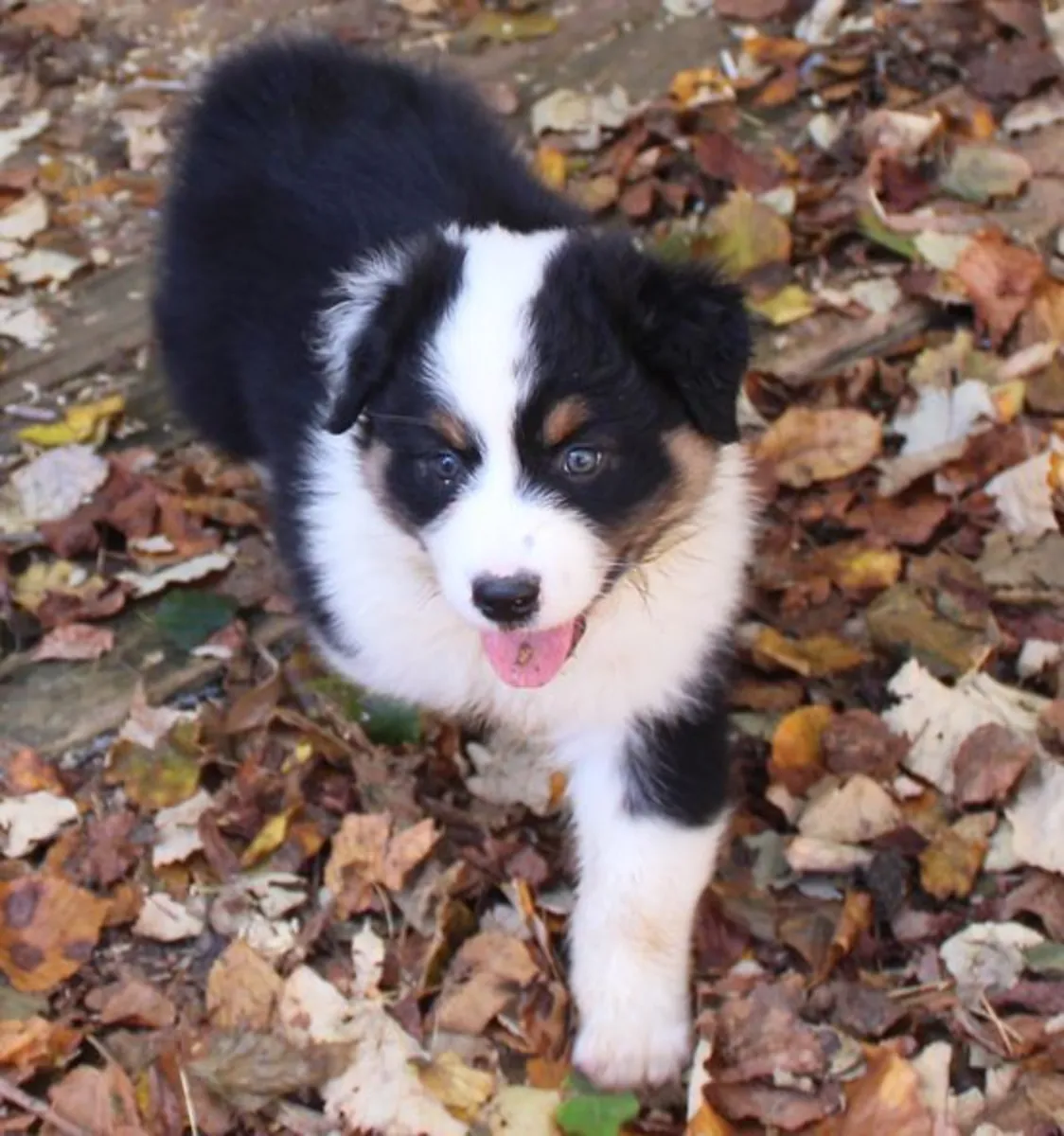 chiot berger australien