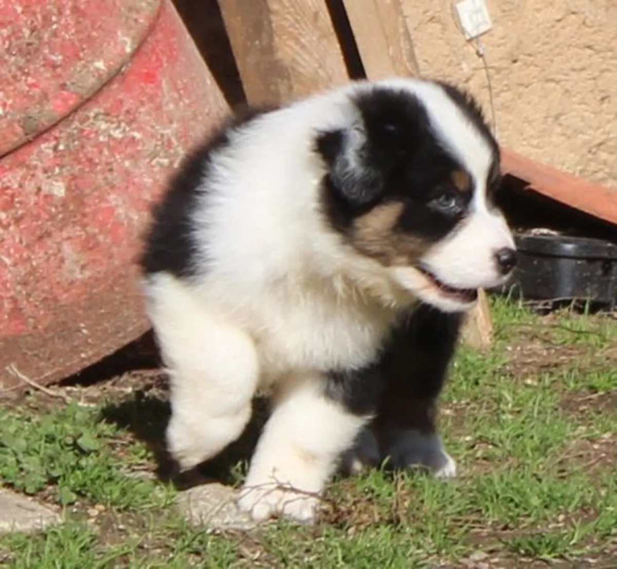 chiot berger australien