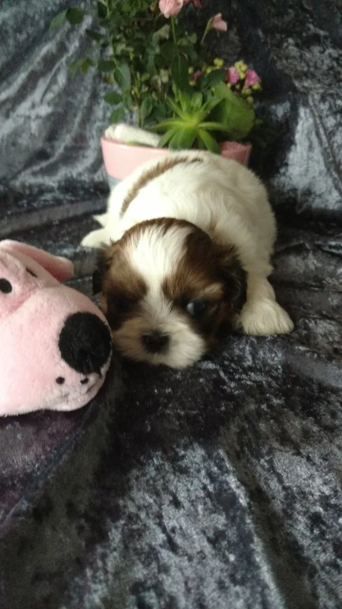 shih tzu 