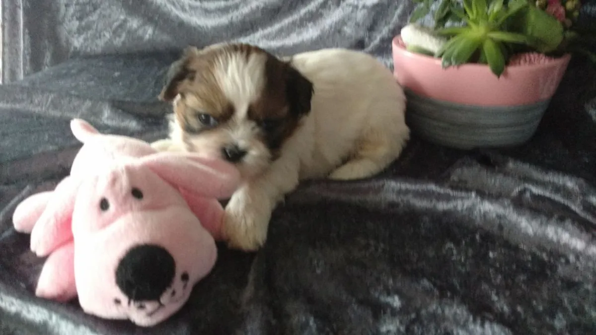 shih tzu 