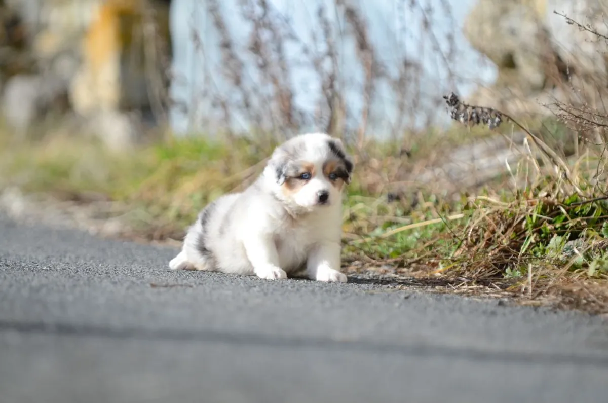 Australian Shepherd puppy for adoption