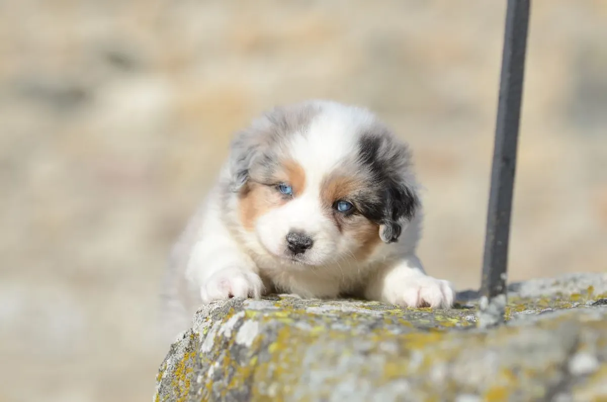 Australian Shepherd puppy for adoption