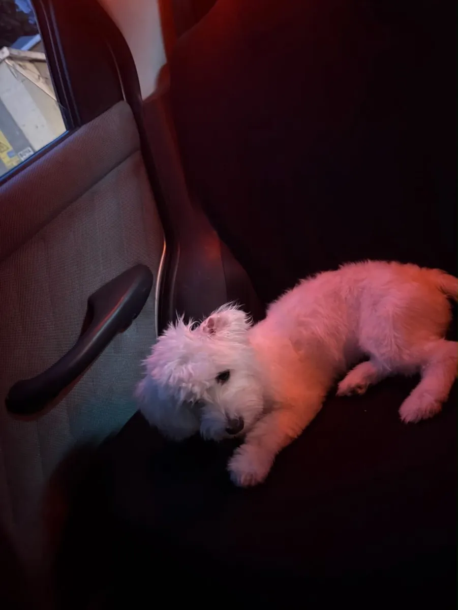 Our Maltese girl