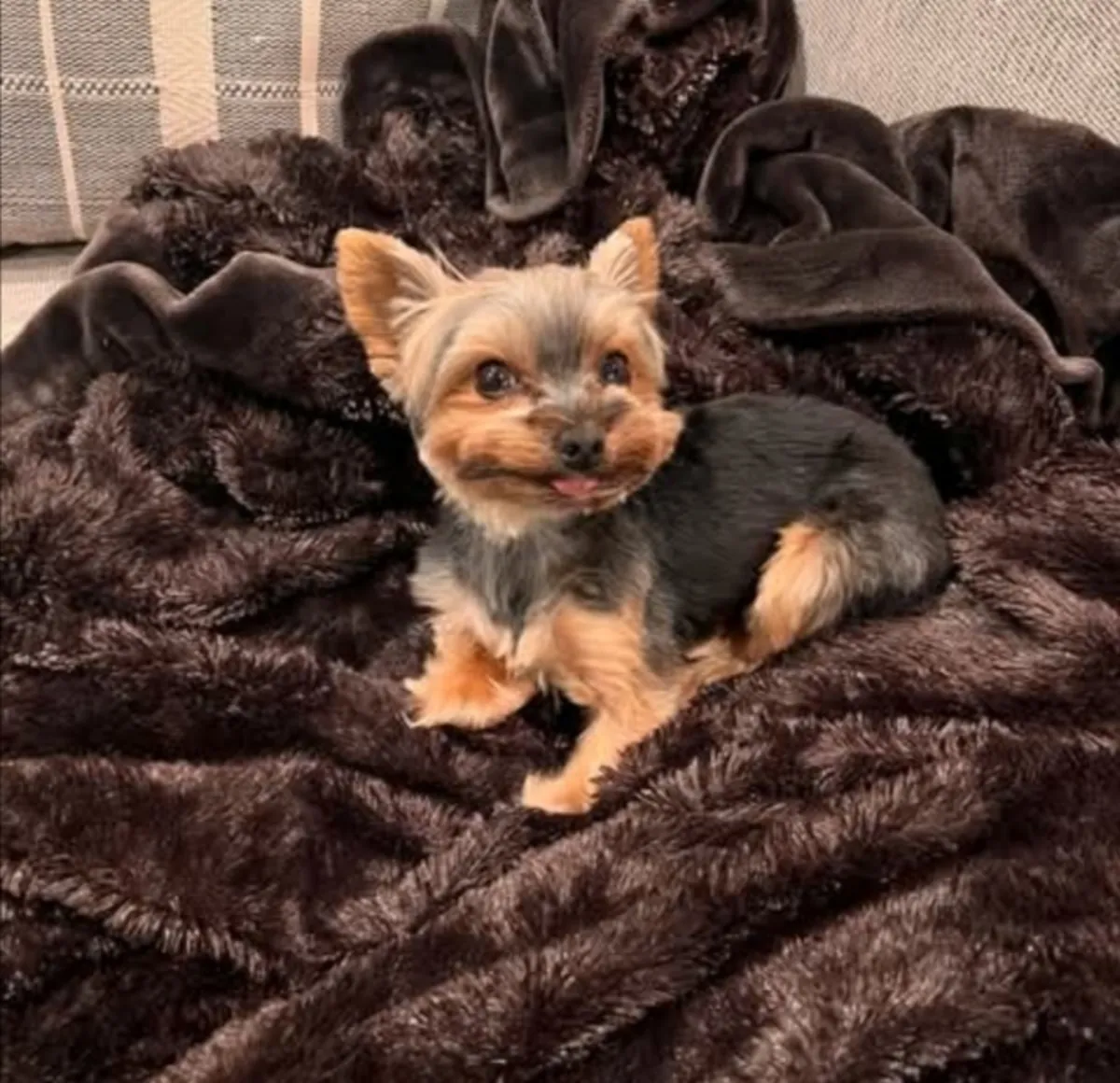 Sweet & Snuggly Sammy