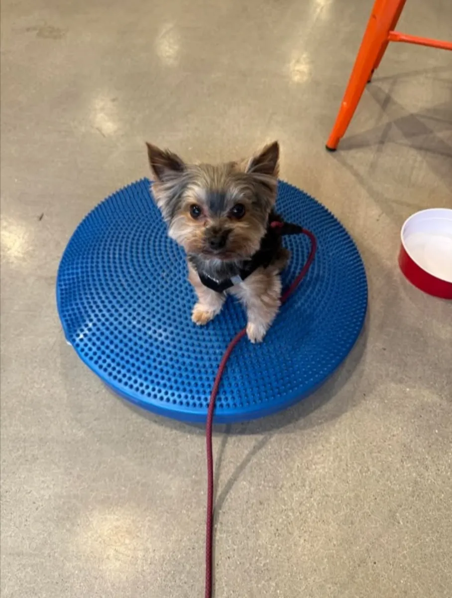 Sweet & Snuggly Sammy