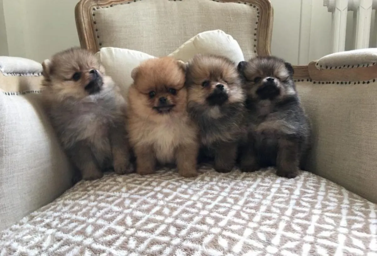 Spitz nain pomeranien types nounous 
