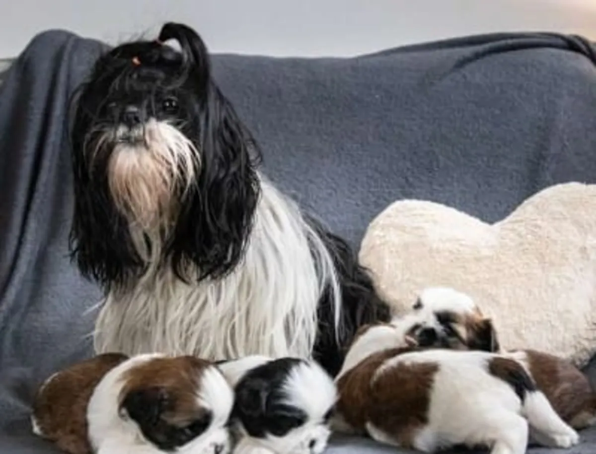 Young Shih Tzu puppies available for adoption