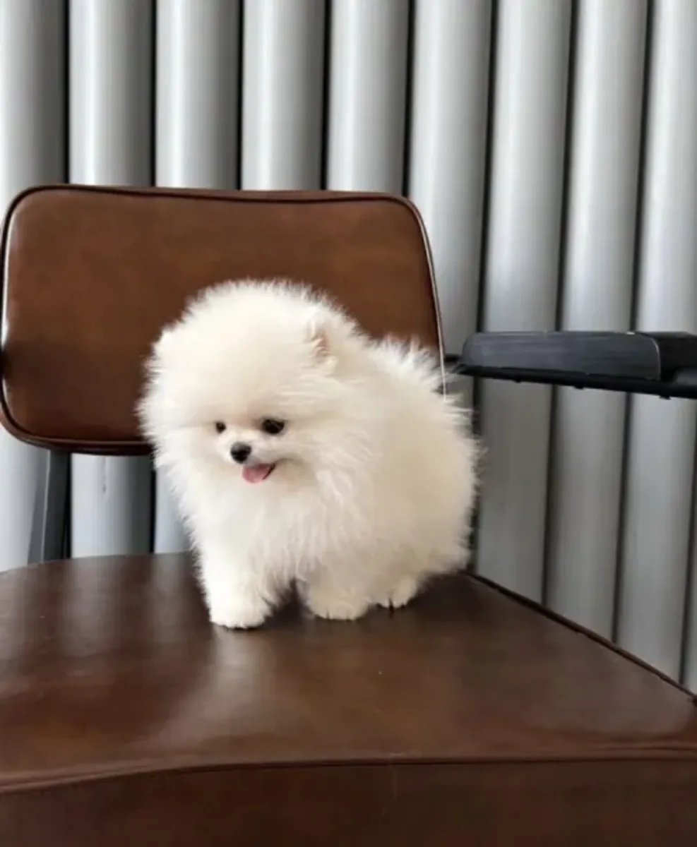 Confident Pomeranian male puppy raised in busy family home