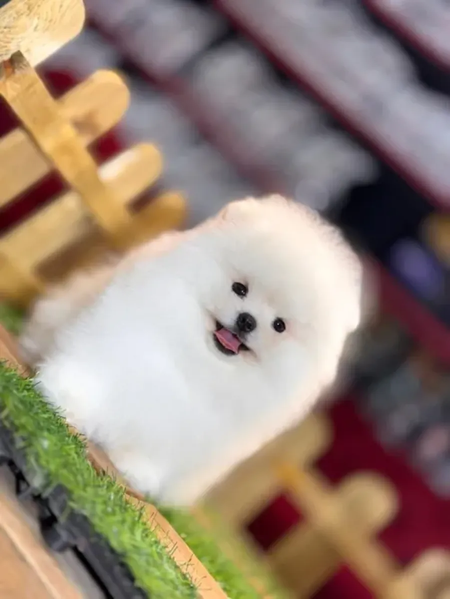 Gentle Pomeranian female puppy, very people-focused