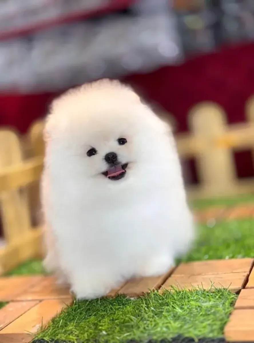 Gentle Pomeranian female puppy, very people-focused