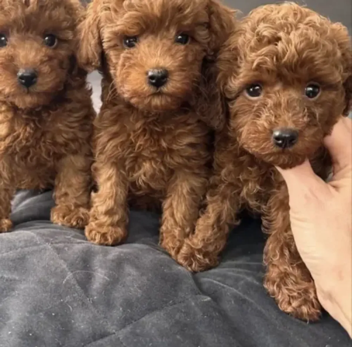 Bright Toy Poodle male with excellent early socialisation