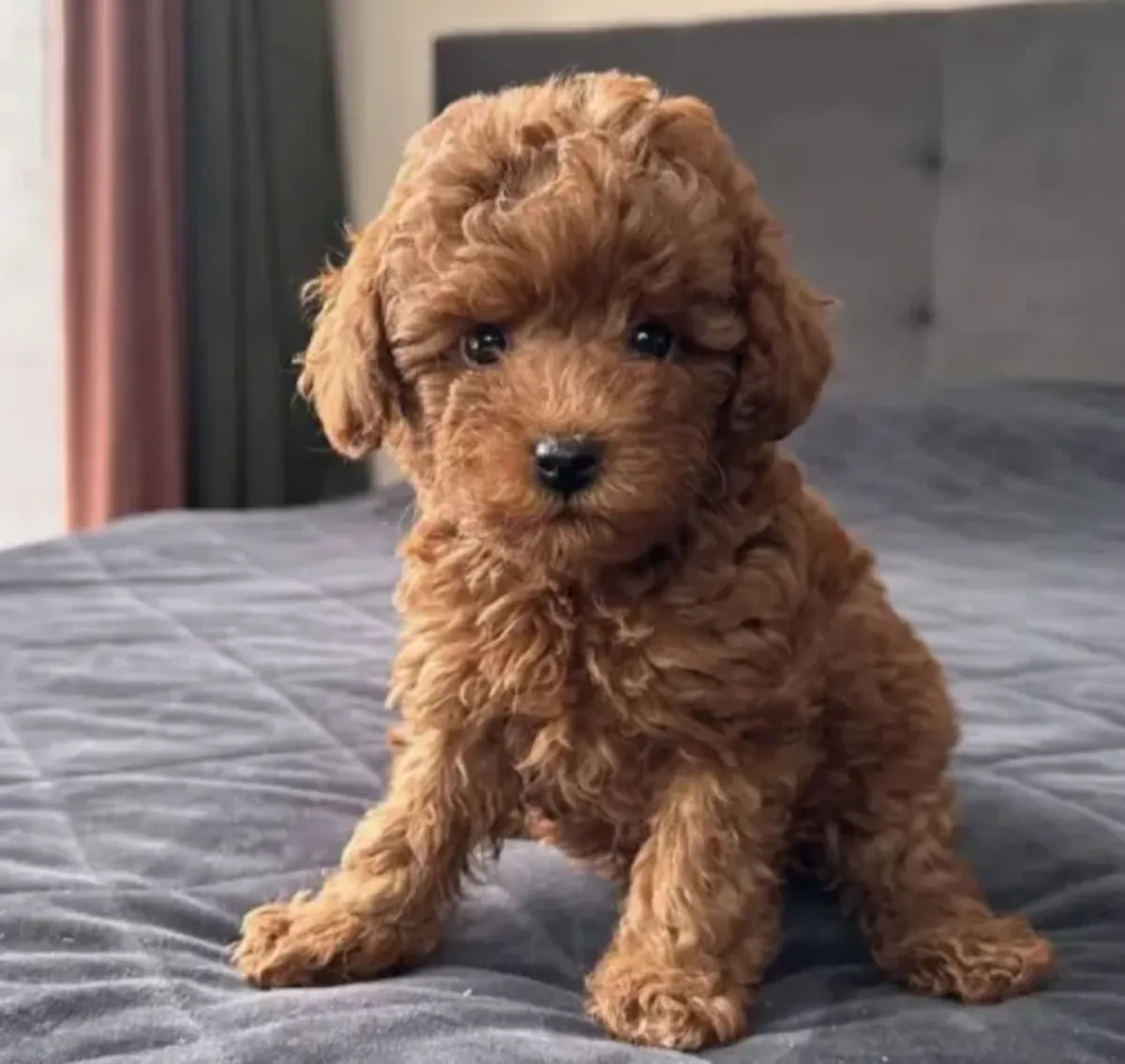 Bright Toy Poodle male with excellent early socialisation