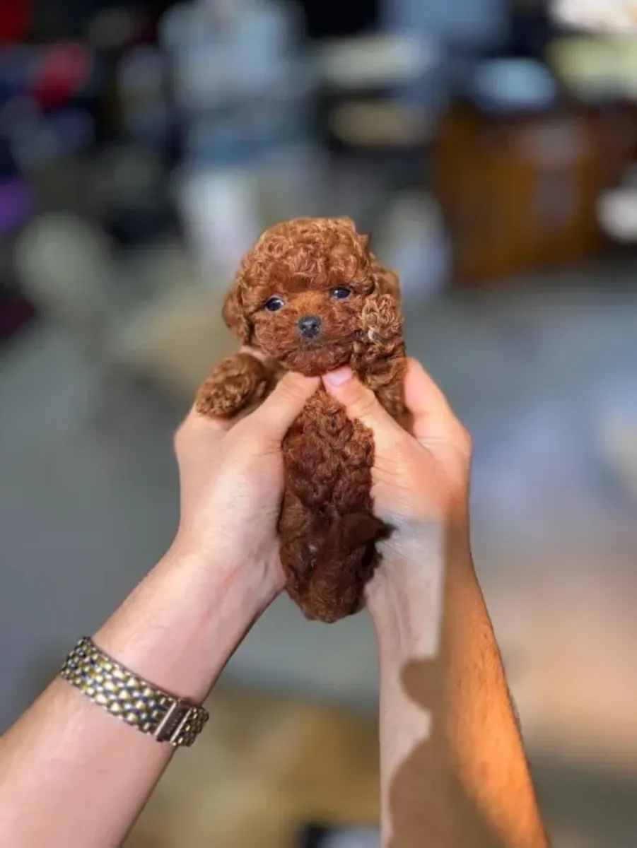 Sweet-natured Toy Poodle female raised with daily interaction