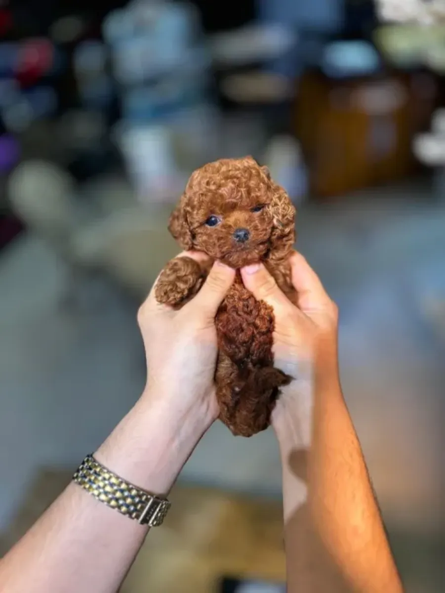 Sweet-natured Toy Poodle female raised with daily interaction