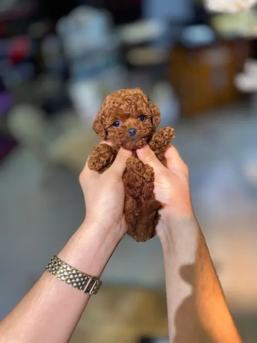 Sweet-natured Toy Poodle female raised with daily interaction