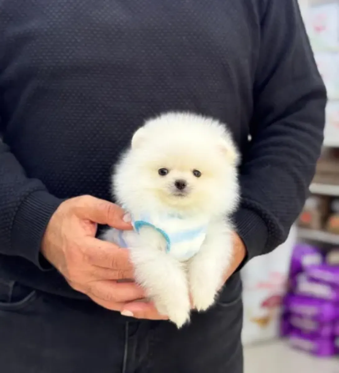 Ev ortamında özenle büyütülmüş Pomeranian erkek yavru