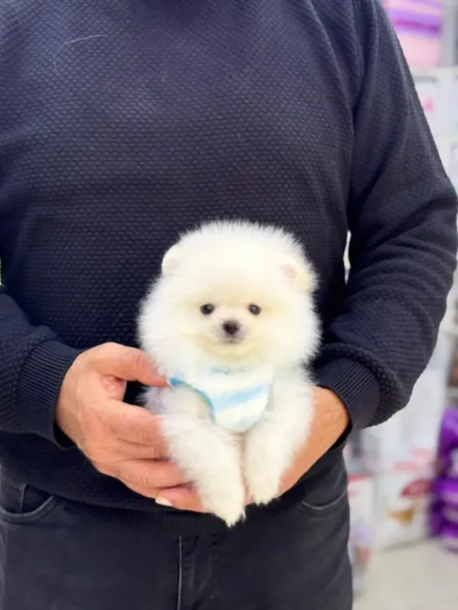 Ev ortamında özenle büyütülmüş Pomeranian erkek yavru