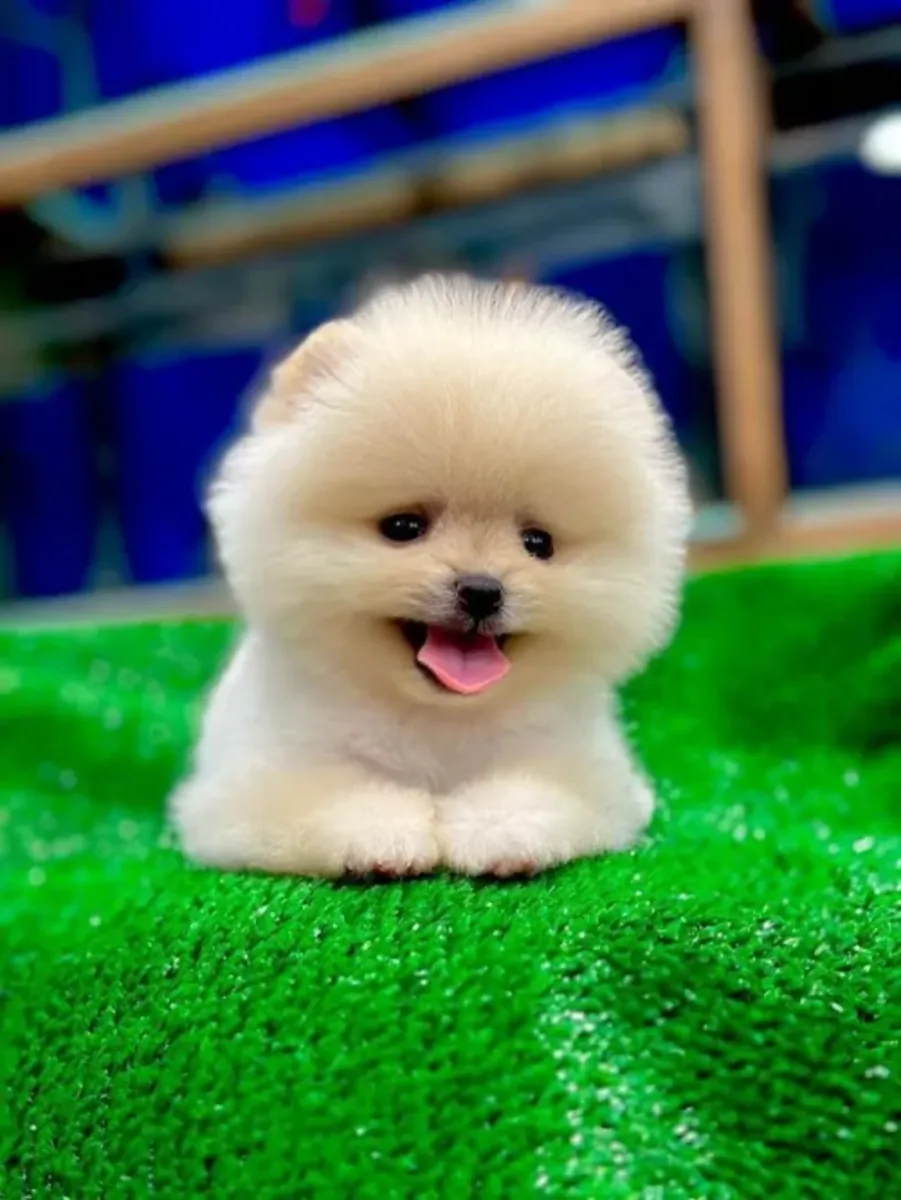 İnsan odaklı, sakin mizaçlı dişi Pomeranian yavru