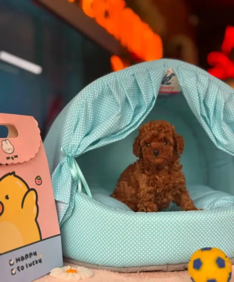 Zeki yapılı Toy Poodle erkek yavru, ev ortamında büyüdü