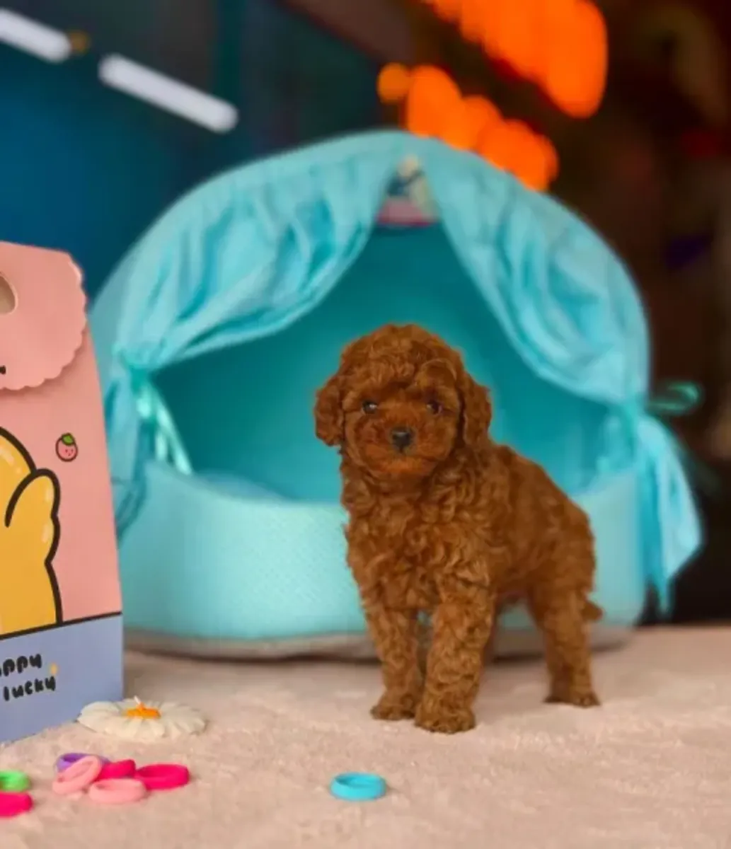 Zeki yapılı Toy Poodle erkek yavru, ev ortamında büyüdü
