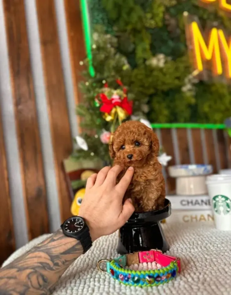 Sevecen ve dengeli dişi Toy Poodle yavru