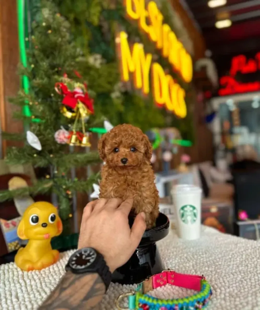 Sevecen ve dengeli dişi Toy Poodle yavru