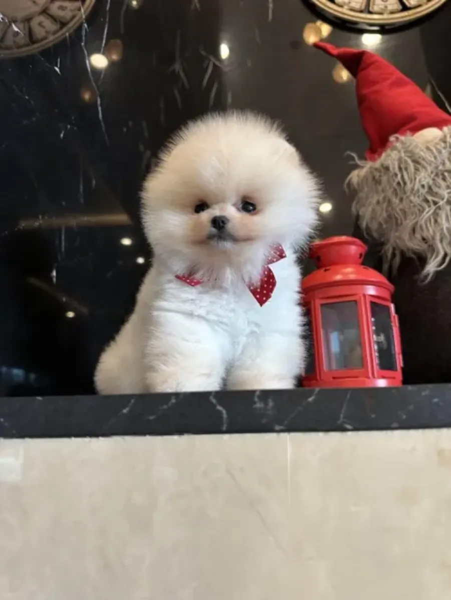 Superbe chiot Pomeranian mâle élevé en famille