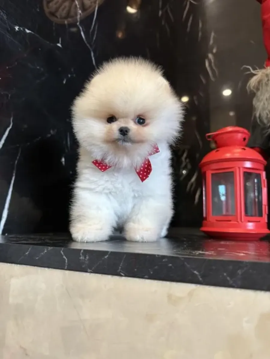Superbe chiot Pomeranian mâle élevé en famille