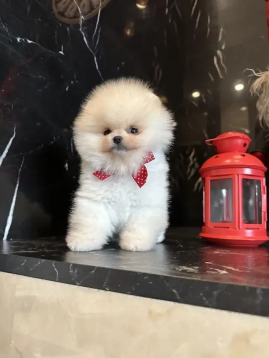 Superbe chiot Pomeranian mâle élevé en famille
