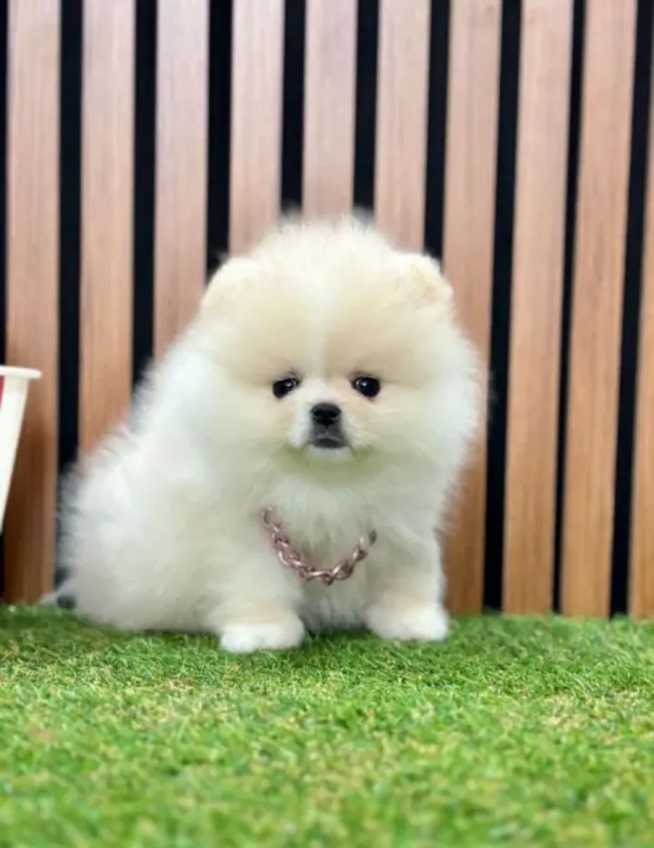 Adorable femelle Pomeranian très proche de l’humain