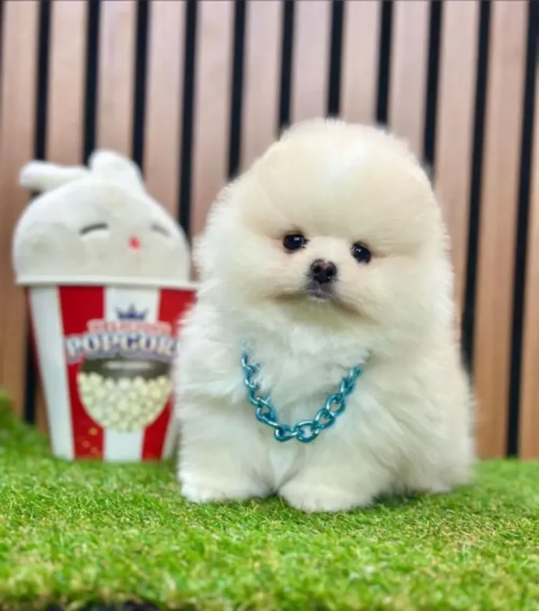 Adorable femelle Pomeranian très proche de l’humain