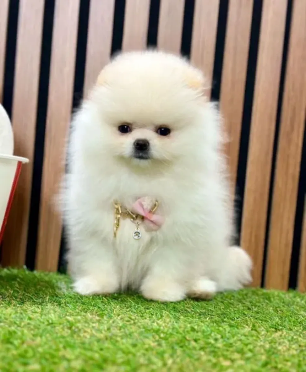 Adorable femelle Pomeranian très proche de l’humain
