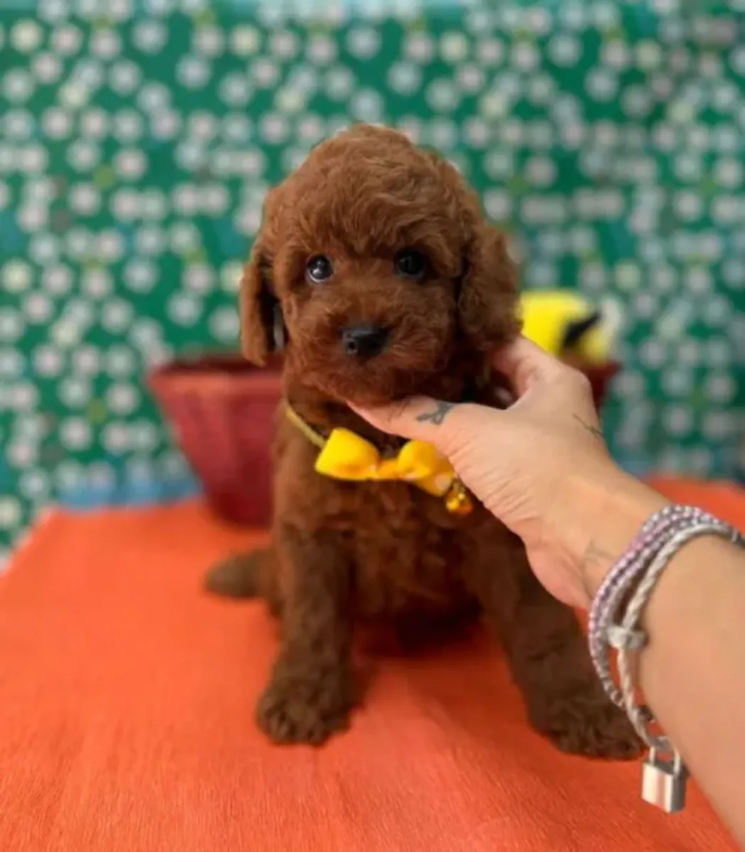 Chiot Toy Poodle mâle intelligent et très réceptif