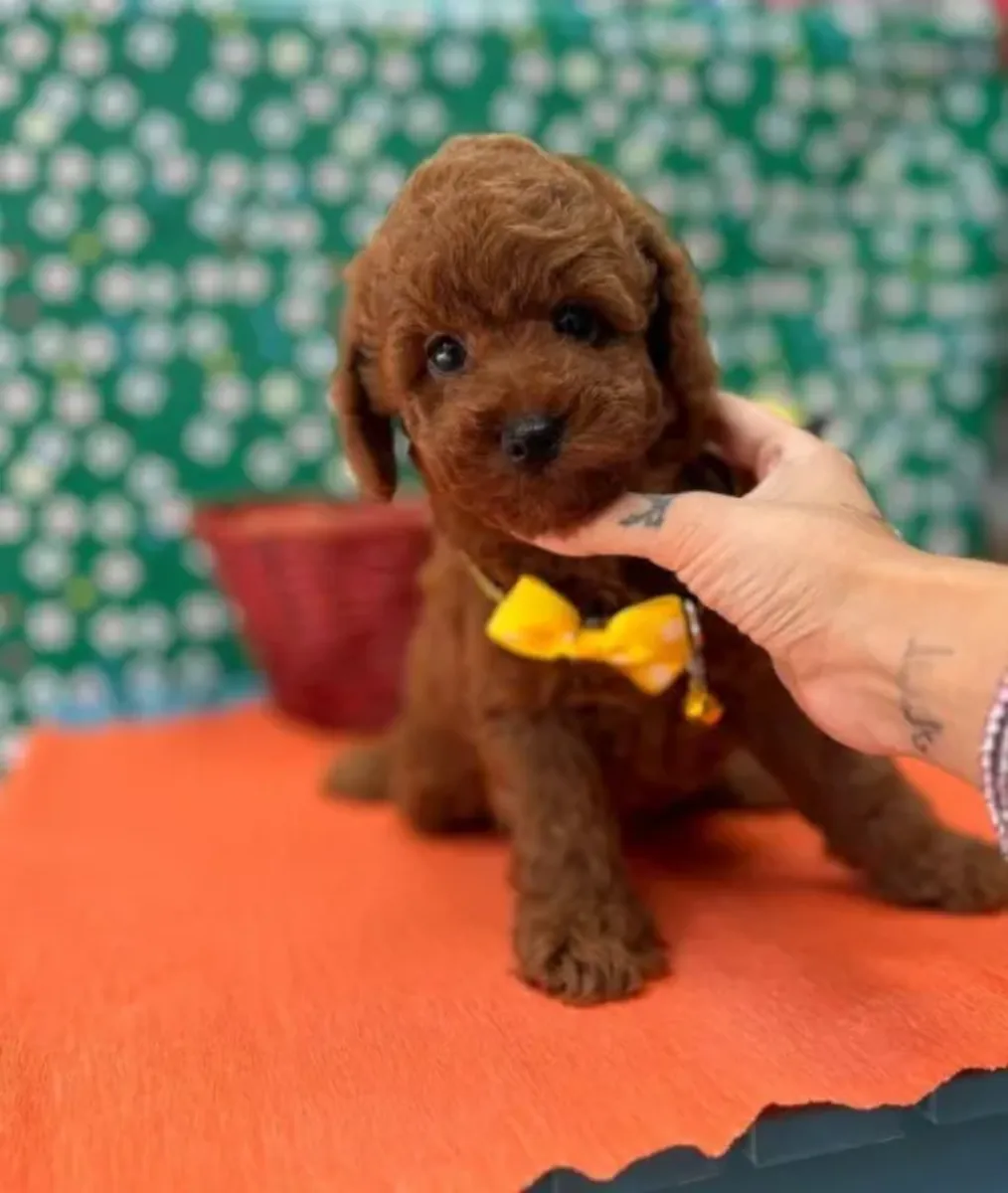 Chiot Toy Poodle mâle intelligent et très réceptif