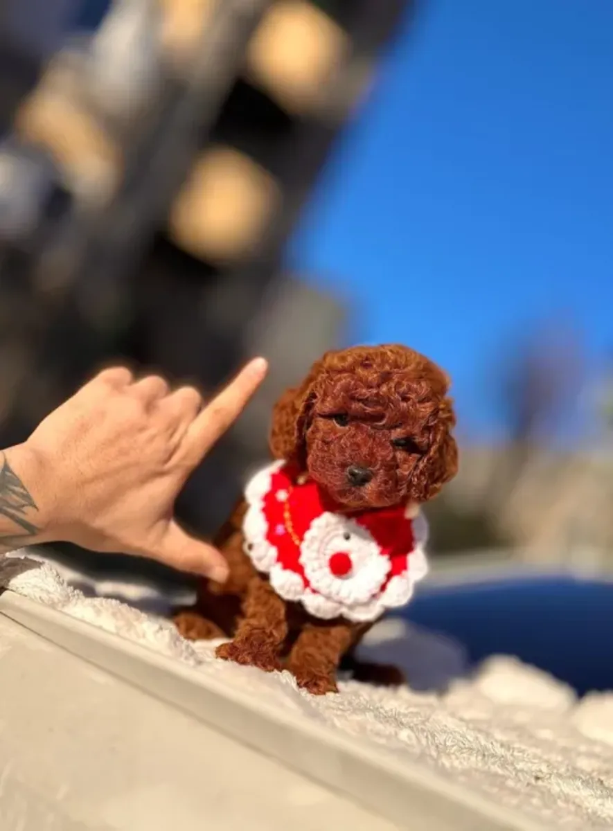 Femelle Toy Poodle affectueuse élevée avec soin