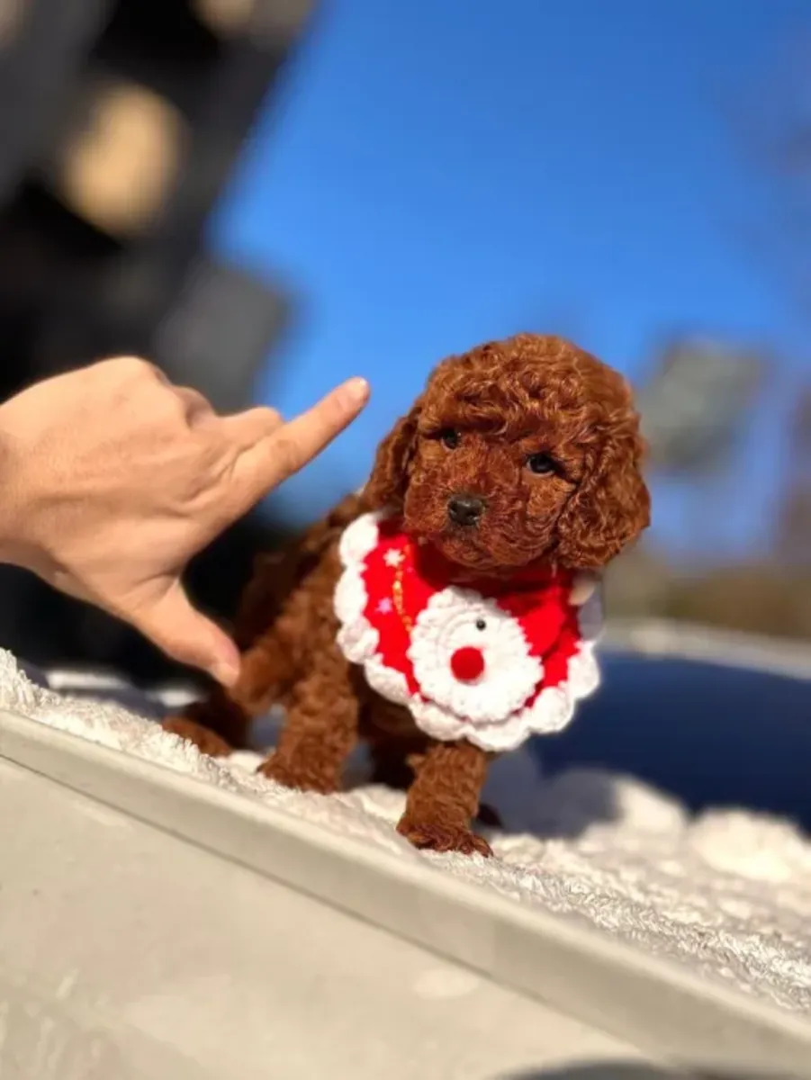Femelle Toy Poodle affectueuse élevée avec soin