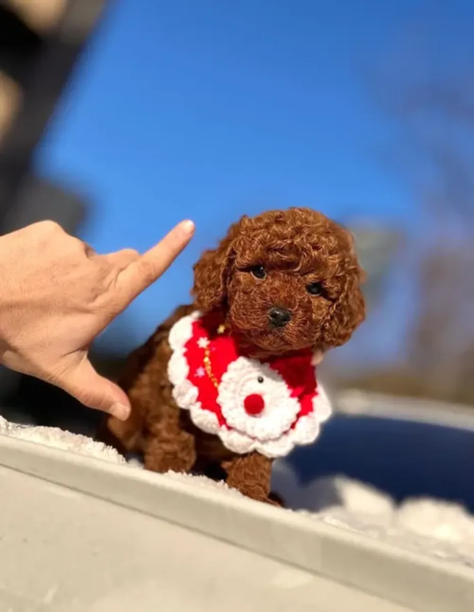 Femelle Toy Poodle affectueuse élevée avec soin
