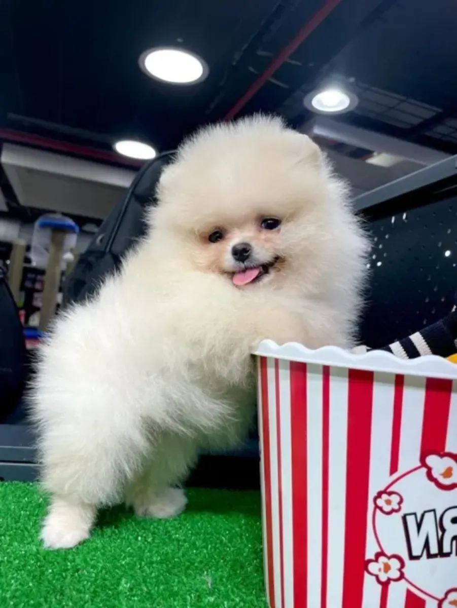 Cachorro de Pomerania macho criado en un entorno familiar.