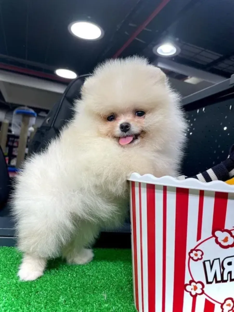 Cachorro de Pomerania macho criado en un entorno familiar.